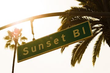 a street sign hanging from a palm tree on our sunset strip walking tour