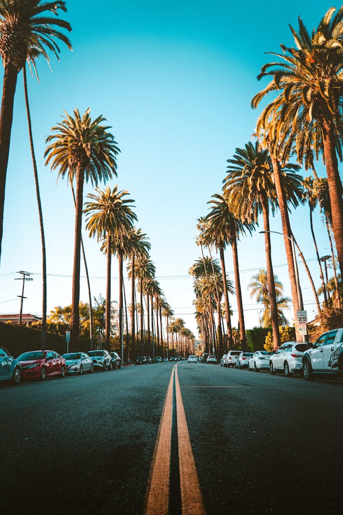a road in los angeles lined with palm trees on a los angeles tour