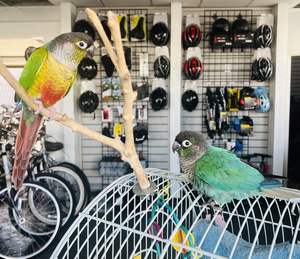 a parrot sitting on a rack