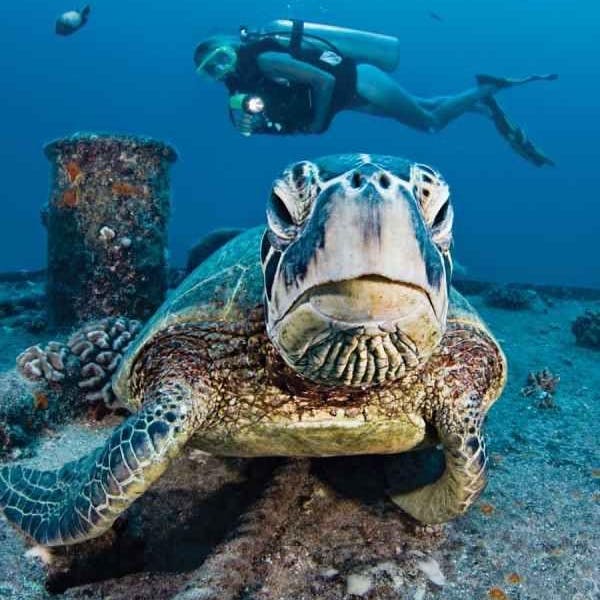 Sea turtle at wreck sea dive