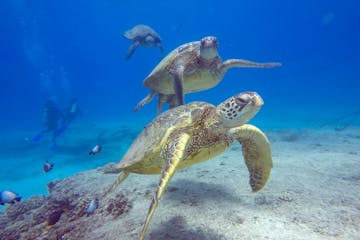 Sea Turtles underwater in Oahu, Hawaii