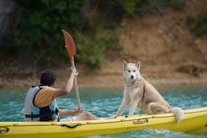 a person and a dog on a boat in the water