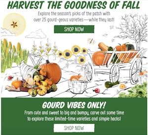 screenshot of sprouts email promoting seasonal pumpkins