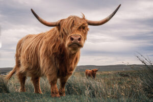 Two Highland Cows