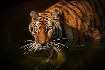 A tiger wading in water