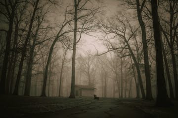 A shed in a foggy park.