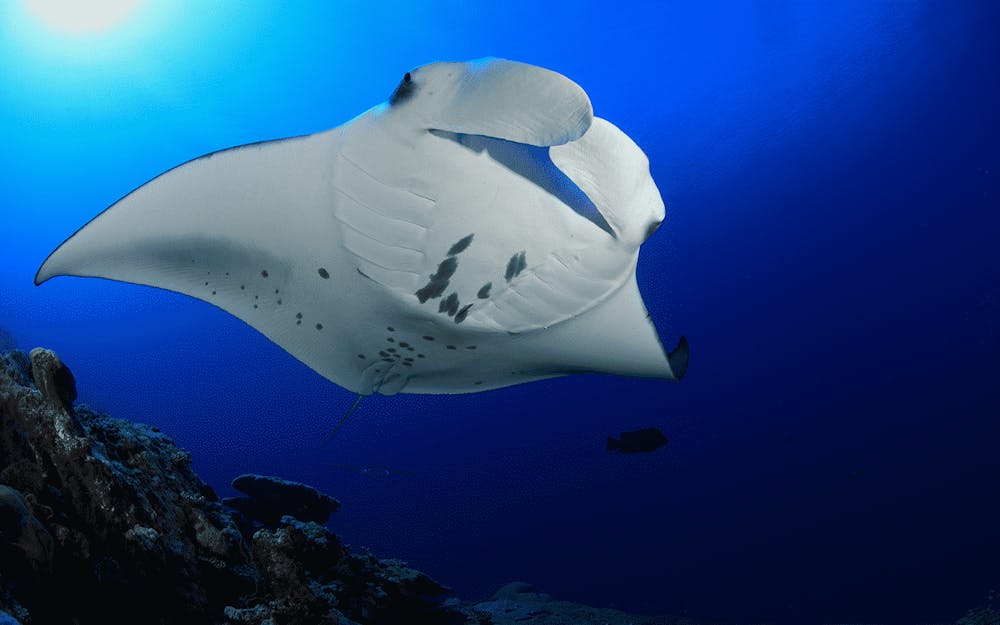 manta ray at night