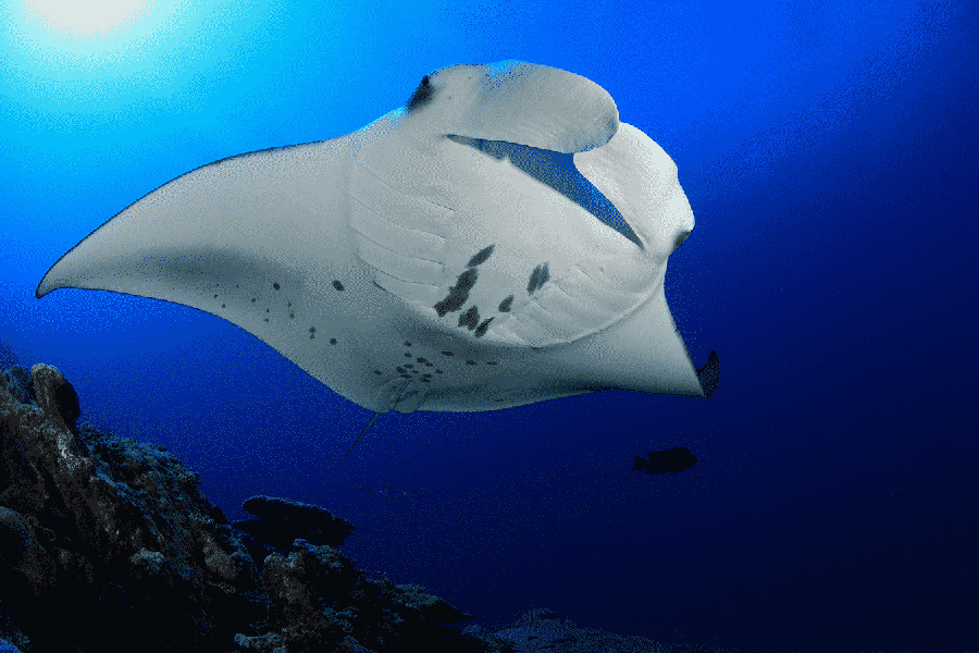 swimming with manta rays hawaii