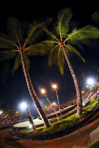 a palm tree lit up at night
