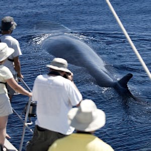guests photographing a whale