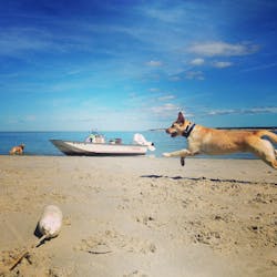 two dogs playing on a beach by a boat
