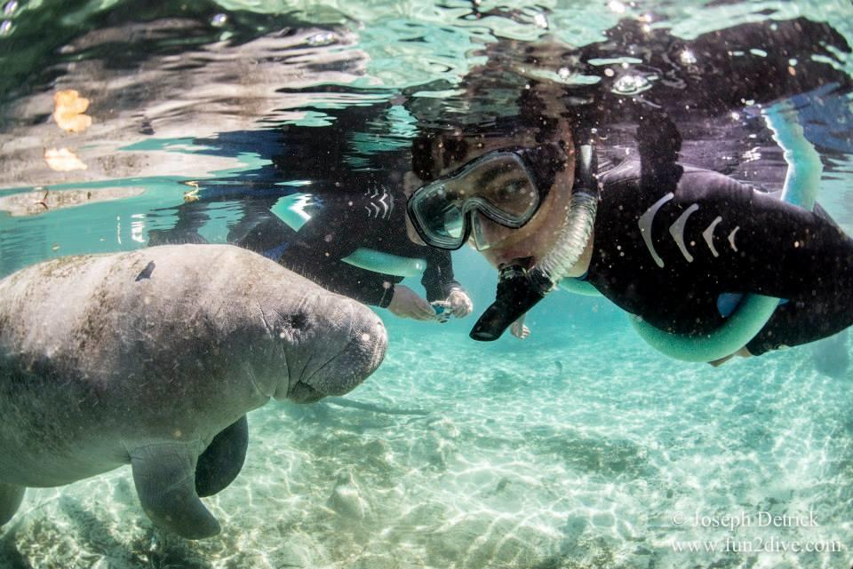 Classic Manatee Swim In Crystal River, FL | Fun 2 Dive