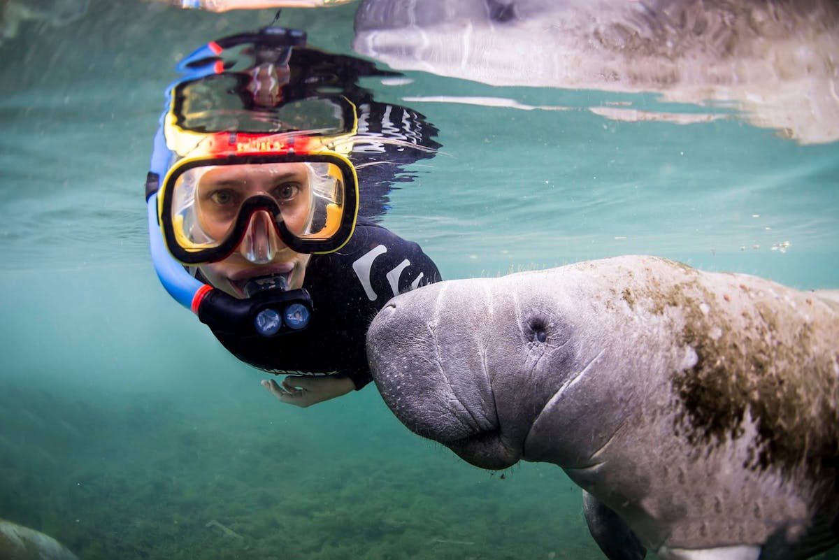 How To Swim With the Manatees in and Around Crystal River, FL