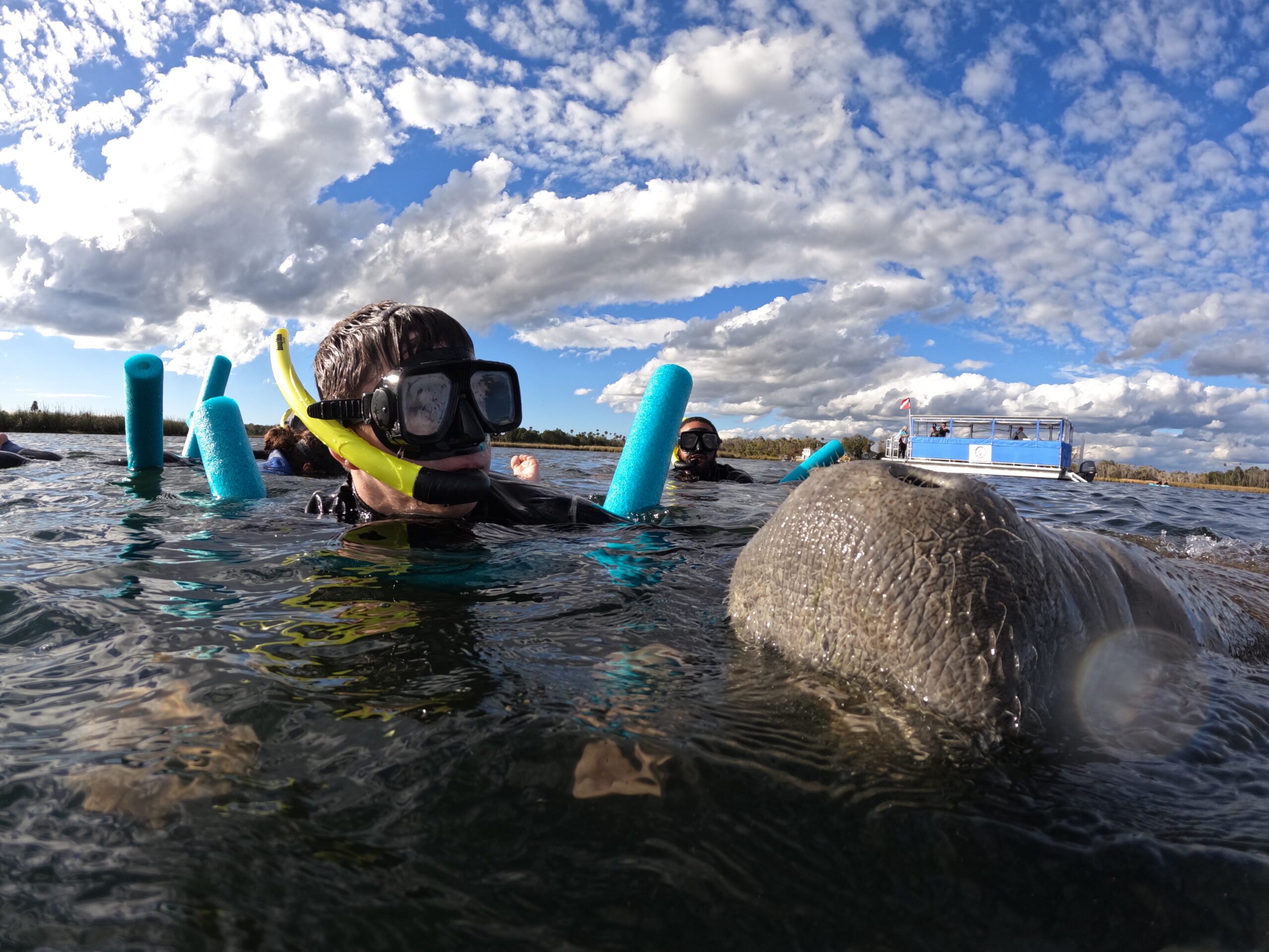 About Swimming With Manatees At Fun 2 Dive