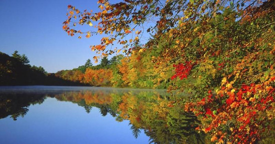 fall foliage near me