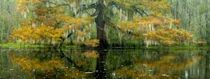 swamp landscape photography, swamp pjotography, new orleans landscape photography tour, swamp photo tour