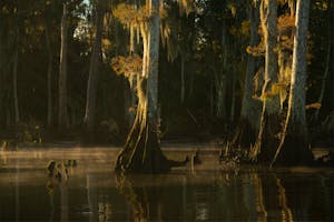 swamp tour, swamp landscape photo tour, swamp photography, landscape photo tour