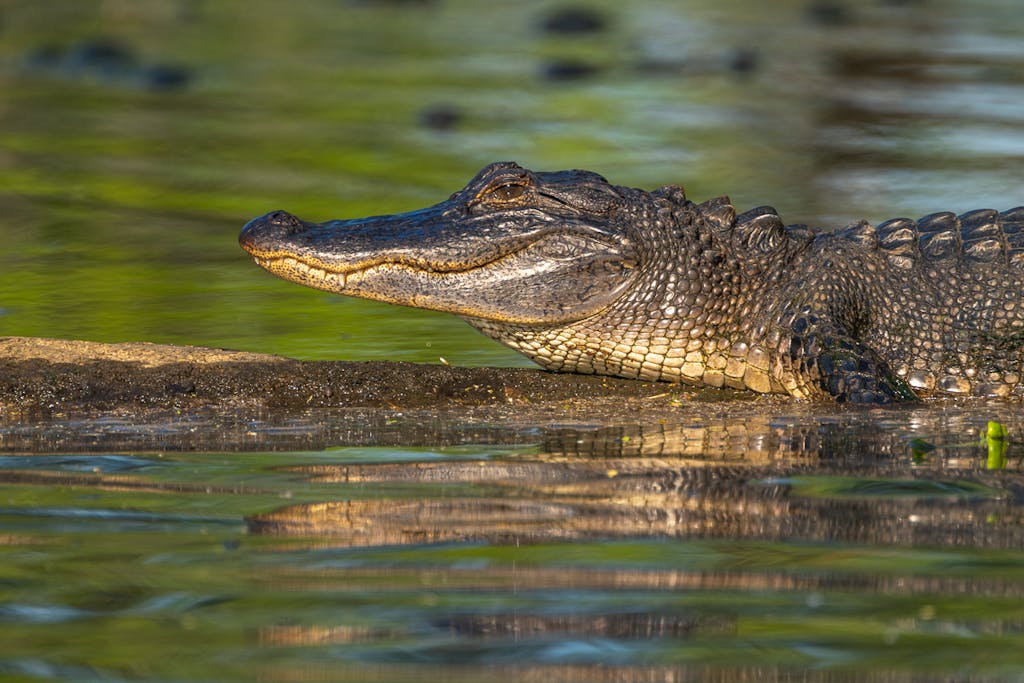 kayak swamp tour alligator