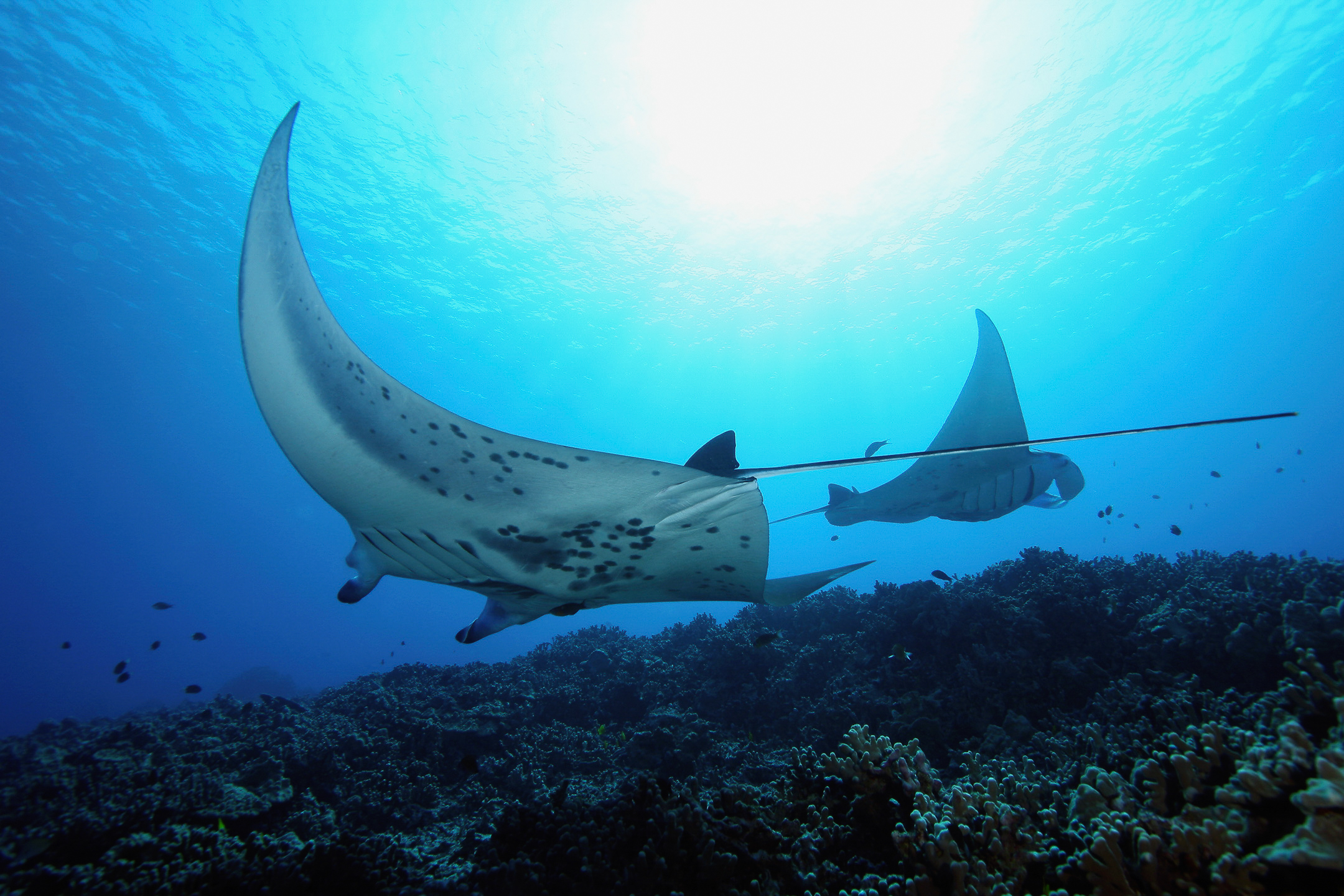 manta ray swimming oahu