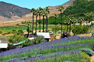 A field of lavender plants with palm trees in the background in San Diego