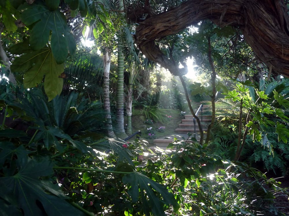A photo of the sun peering through the trees in the San Diego meditation gardens