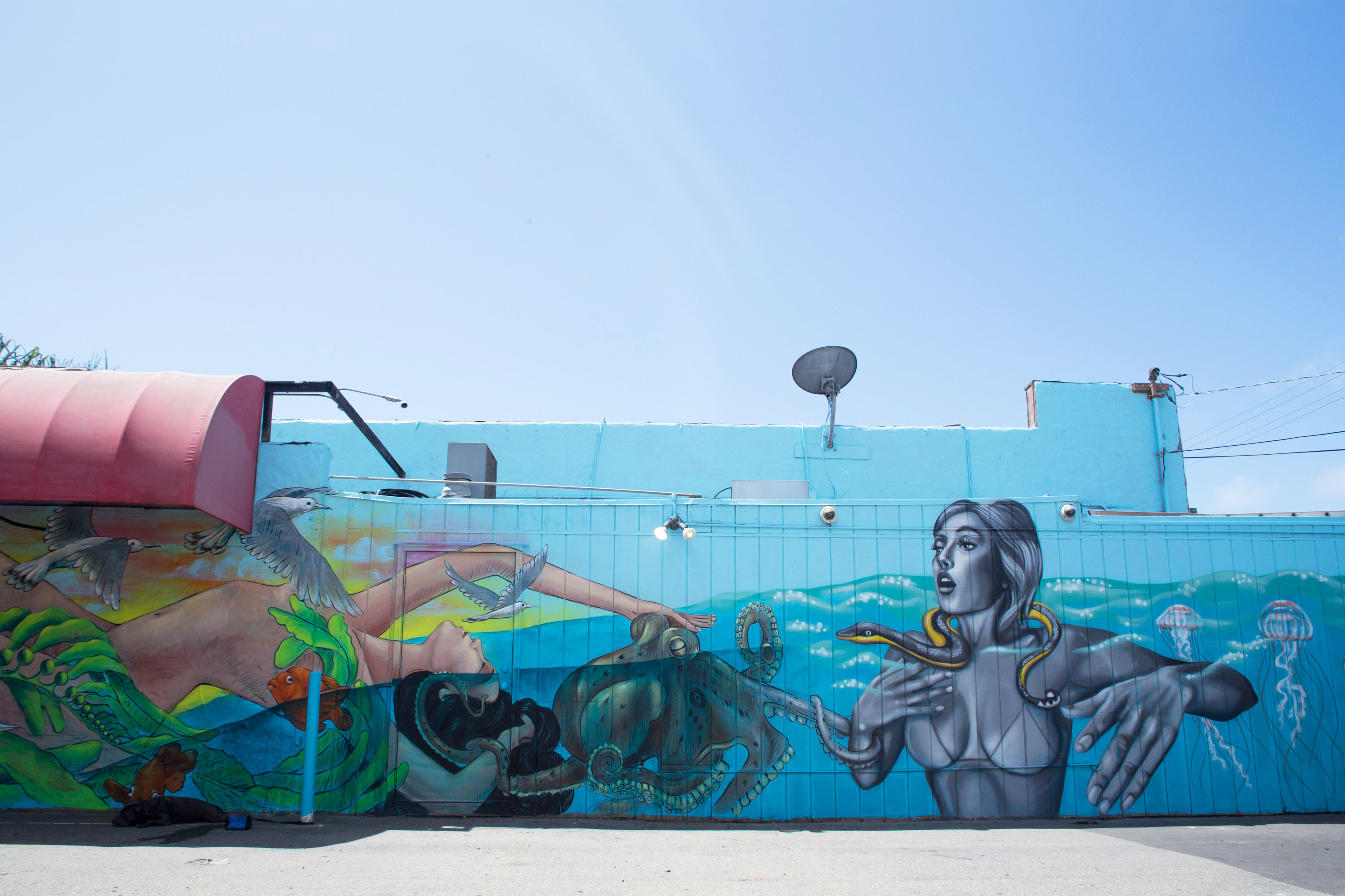 a photo of one of the sea walls murals
