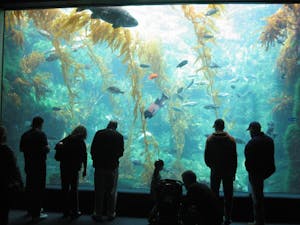 The Birch Aquarium is one of the top san diego attractions for kids