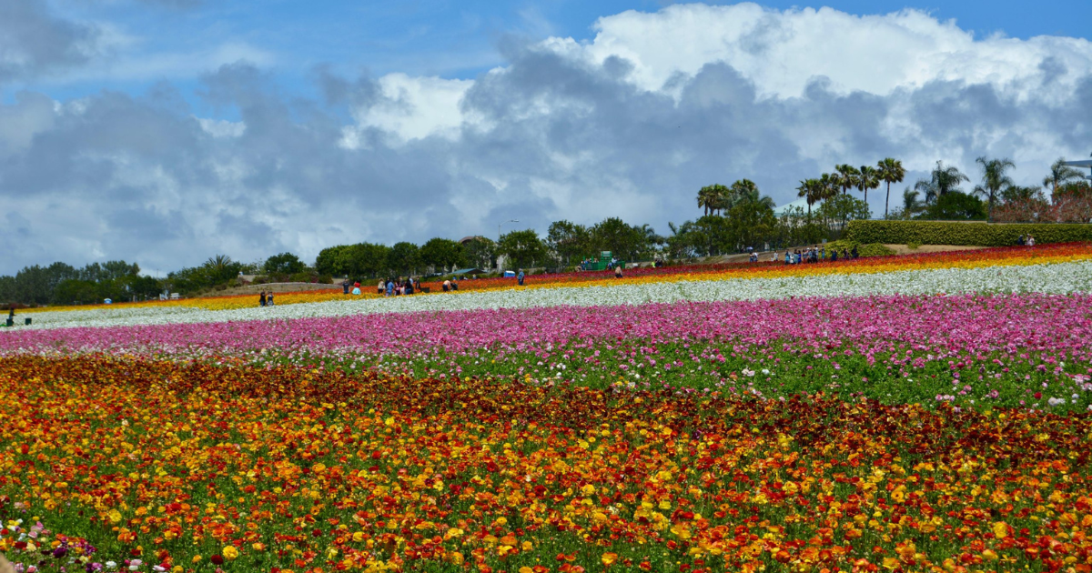 a group of colorful flowers in a field