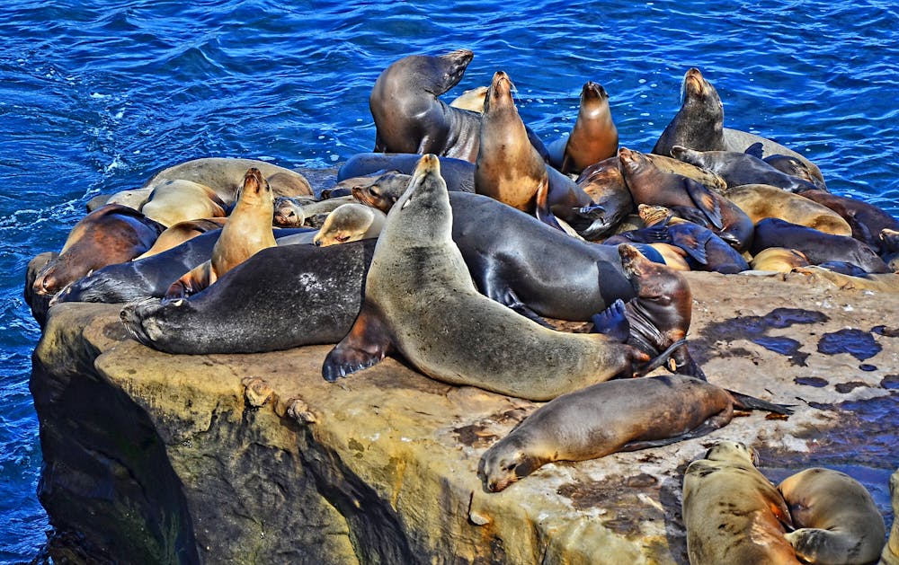 Visiting the La Jolla Seals and Sea Lions at Children's Pool Beach