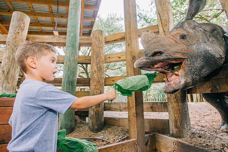 a boy feeding a giraffe through a fence