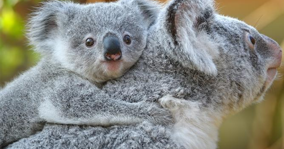 a close up of a koala