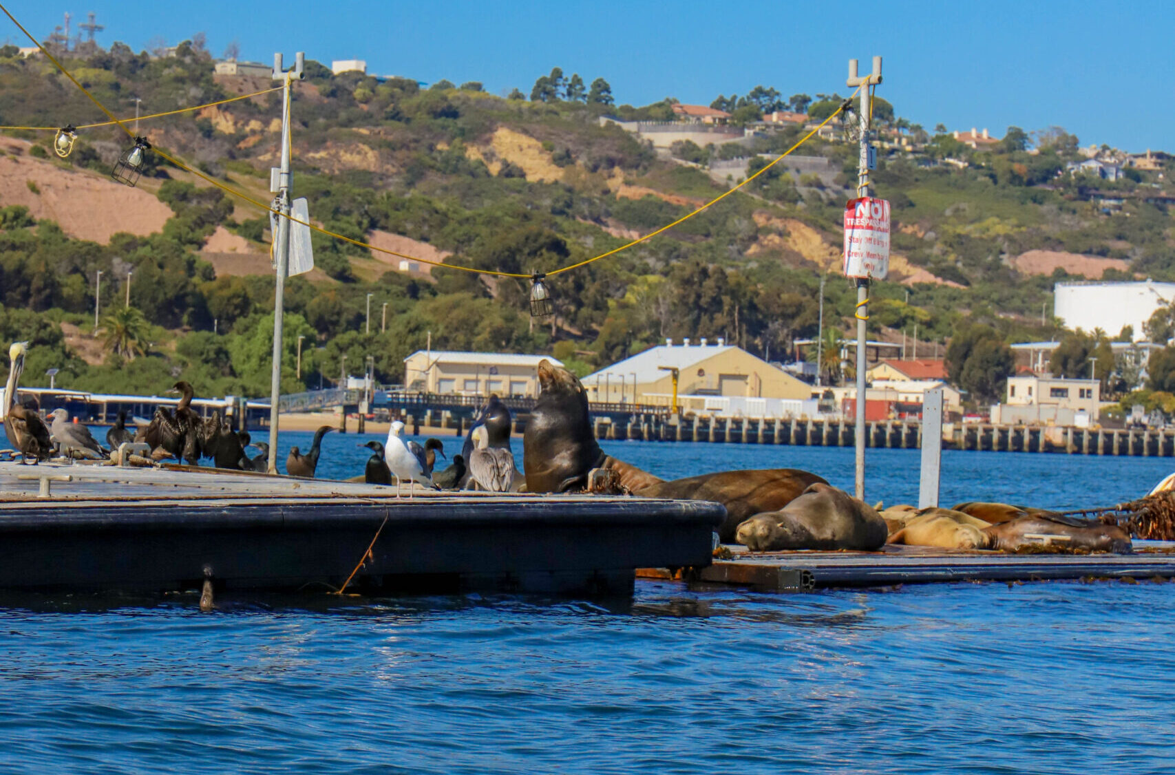 closeup of the Seals in San Diego on the Bait Barge