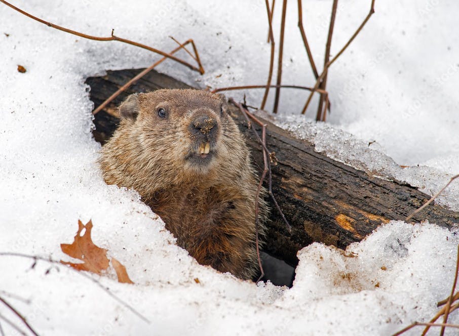 Groundhog in den in winter snow