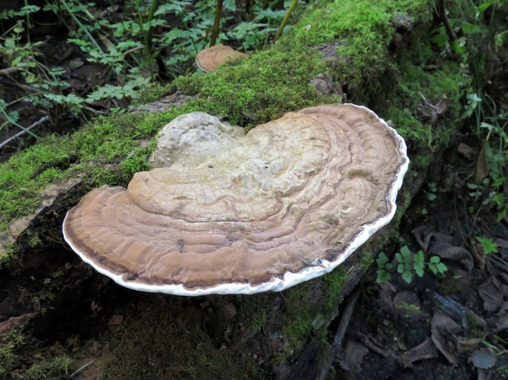 Artist's Conk Fungi