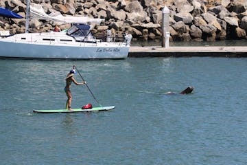 paddleboarder next to sea lion