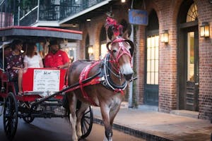A horse-drawn carriage tour