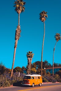 Palm trees on a California road