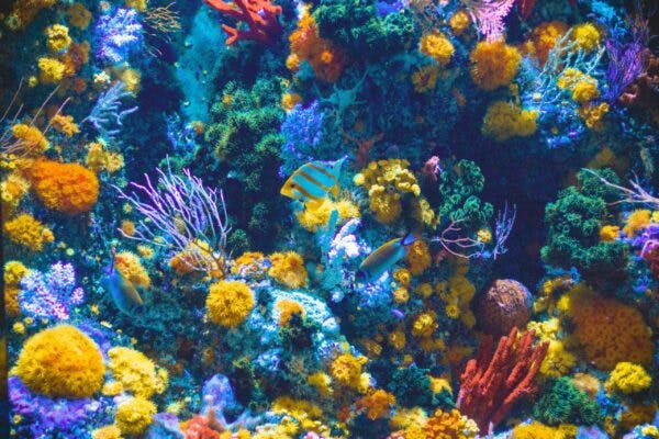 brightly colored aquarium with fish and corals of all colors