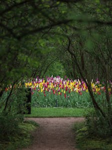 a peek into a garden with arching trees and colorful tulips ahead