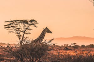 a herd of giraffe walking across a dry grass field