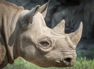 the side profile of an eastern black rhinoceros 