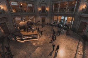 An elephant at the Smithsonian