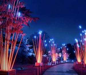 a light display for Christmas at night
