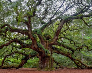 Angel Oak Tree in Charleston, South Carolina