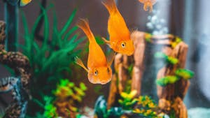 Goldfish in Fish Tank