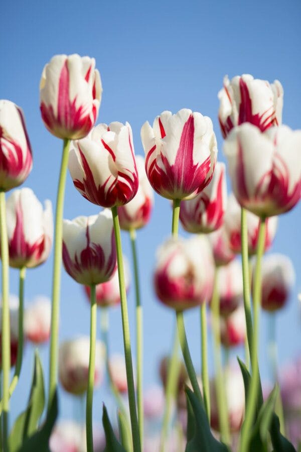 a close up of pink and white tulips