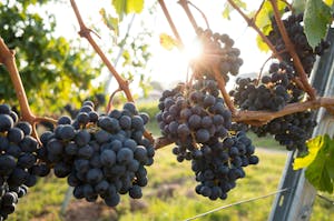 grapes for winemaking on a vine at a vineyard with sun setting
