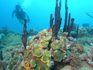 El Natural Beach scuba diver diving among coral reefs