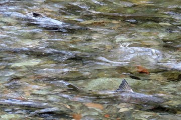 Salmon spawning in stream near Victoria, BC, Canada