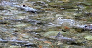 Salmon spawning in stream near Victoria, BC, Canada